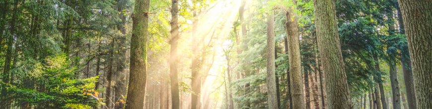 Discover how you can practice Shinrin-Yoku, Forest-bathing
